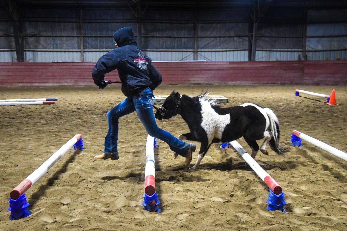 Mt. Spokane High School student Abby Brown and her miniature horse, Charlotte, race over the trot pole obstacle during practice at the Pleasant Valley Equestrian Center, Monday, Nov. 12, 2018. (Dan Pelle / The Spokesman-Review)