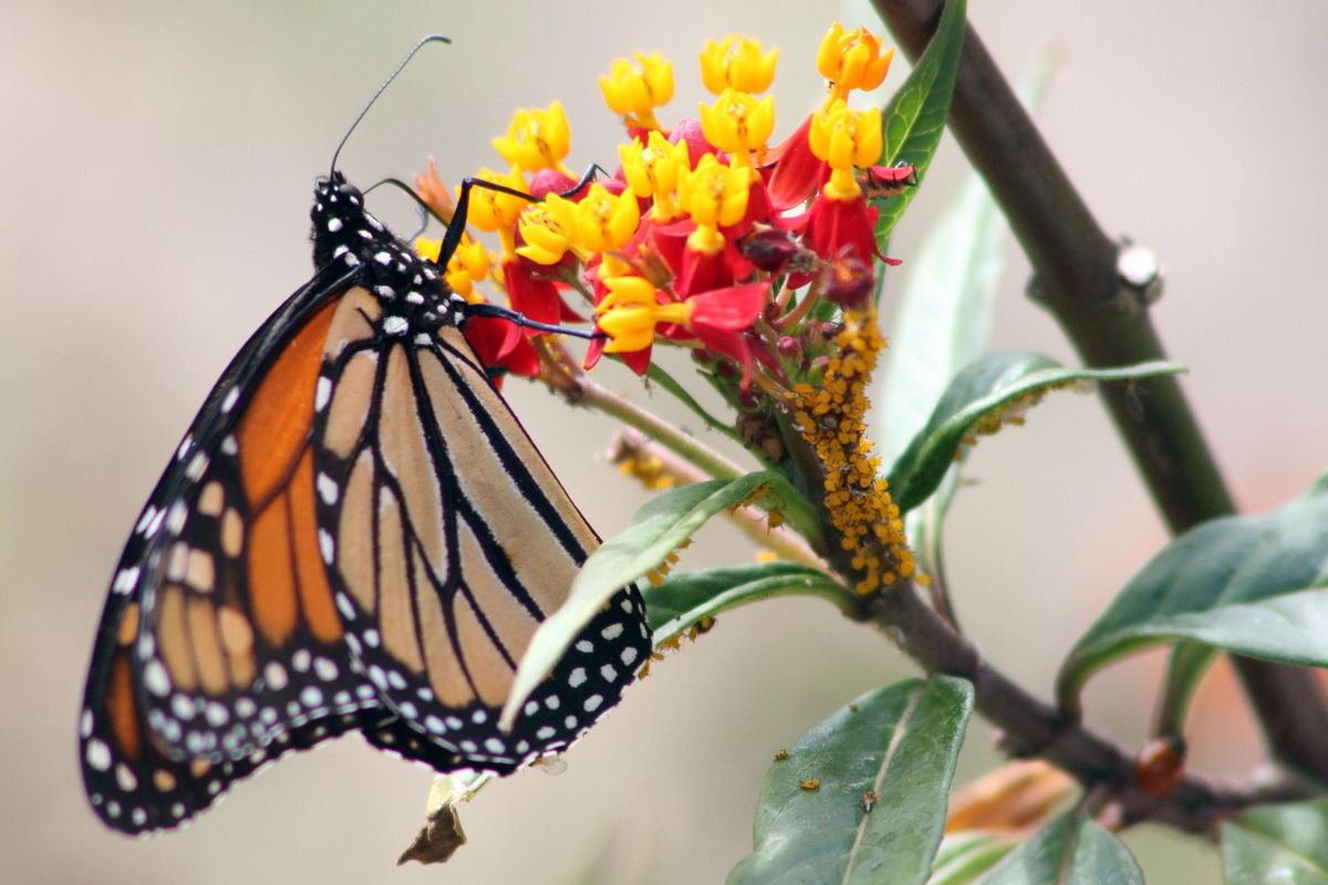 Milkweed is poisonous to other animals, but monarchs use it for food and a place to lay eggs. (Maggie FitzRoy/Times-Union archive / Tribune News Service)