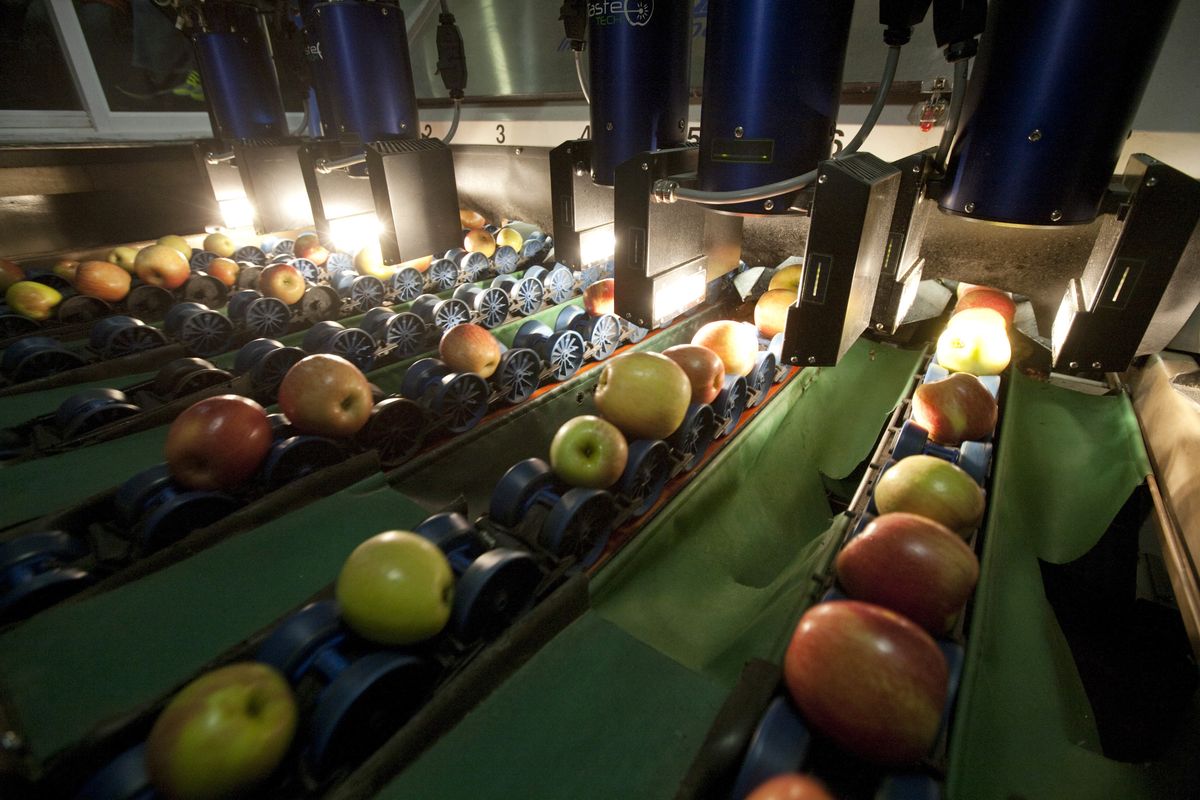 A conveyor belt carries organic Fuji apples through a pair of scanners at the Allan Bros. Fruit company in Naches, Wash., on Wednesday. The first scanner checks for internal defects while the second one examines the apples for external defects. (Associated Press)