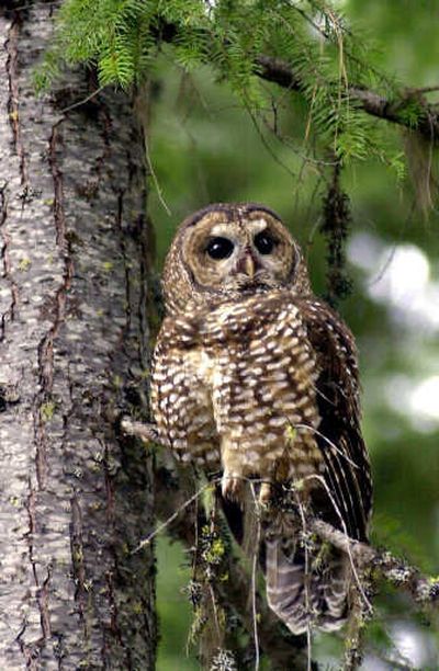 Despite two decades of efforts to save them, spotted owls continue to disappear.
 (Associated Press / The Spokesman-Review)