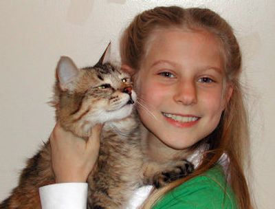 
Kristen Allen is a student at Otis Orchards Elementary. She is a gymnast and shows Pixie-Bob cats. One of her cats, Alias, poses with her.
 (JENNIFER LARUE / The Spokesman-Review)