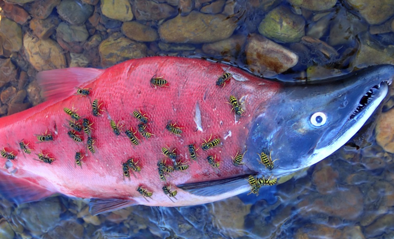 Yellowjackets swarm the carcass of a spawned out kokanee in Lake Pend Oreille tributary in September, 2013. (Idaho Fish and Game Department)