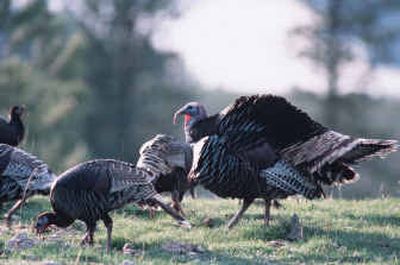 
Non-native wild turkeys have been introduced to almost all of the suitable habitat in Washington, leaving hunters in heaven and biologists looking to the next phase of maintaining flocks as their populations begin to peak. 
 (Rich Landers / The Spokesman-Review)