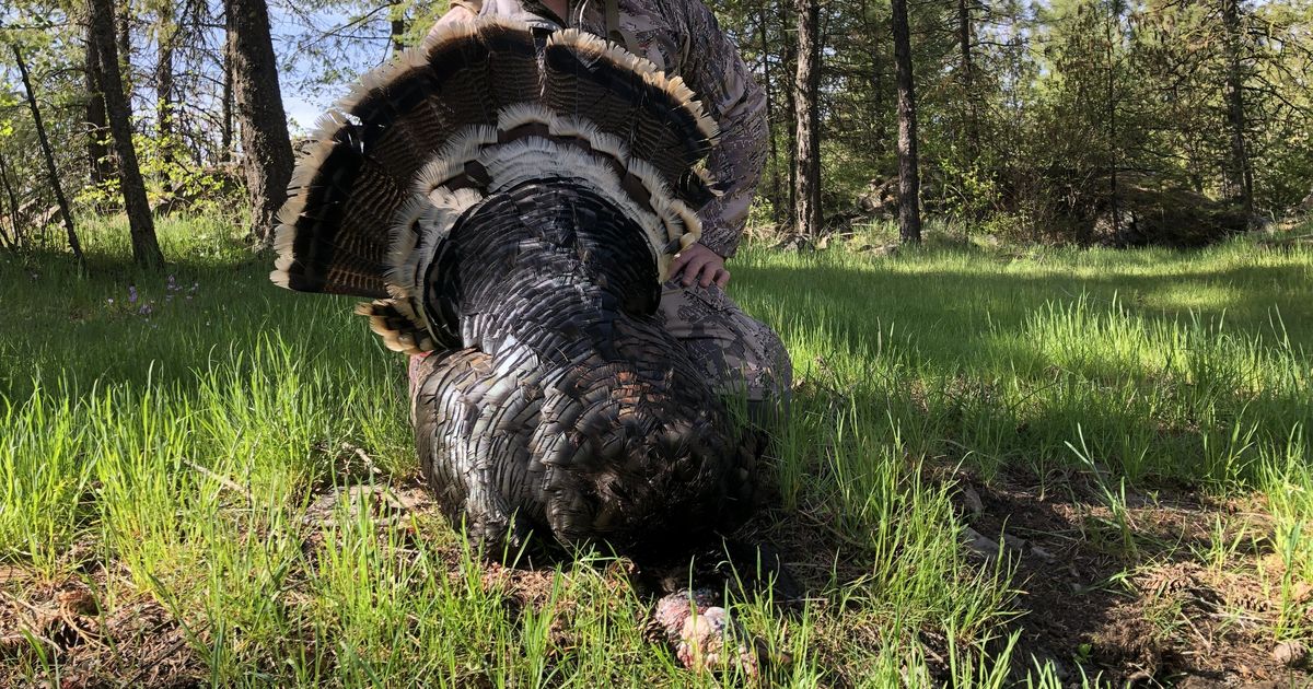 Hen-crazed gobblers turn hunt into spot-and-stalk adventure
