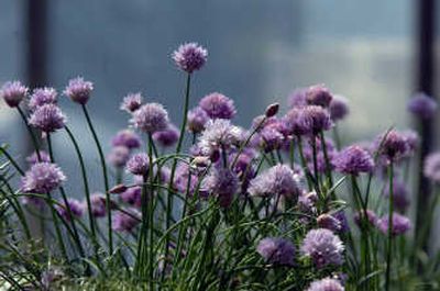 
Chives await buyers at the Kootenai Farmers' Market.
 (File/ / The Spokesman-Review)