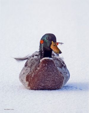 Bill Pirami photographed this duck with a stainless steel blowgun dart in its head. This was one of five ducks documented as being shot with blowgun darts in Billings' Riverfront Park. (Bill Pirami)