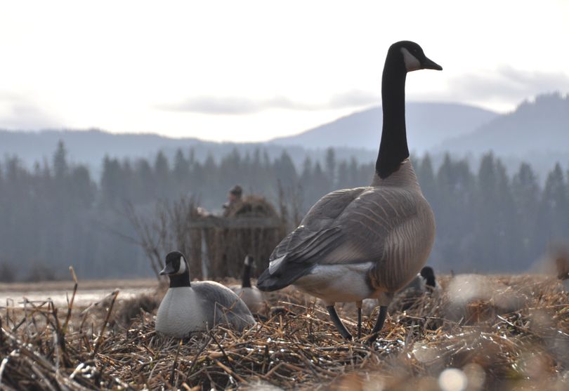 Hunters wait for their decoys to lure in flocks of ducks and geese along the lower Coeur d'Alene River.  (Rich Landers)