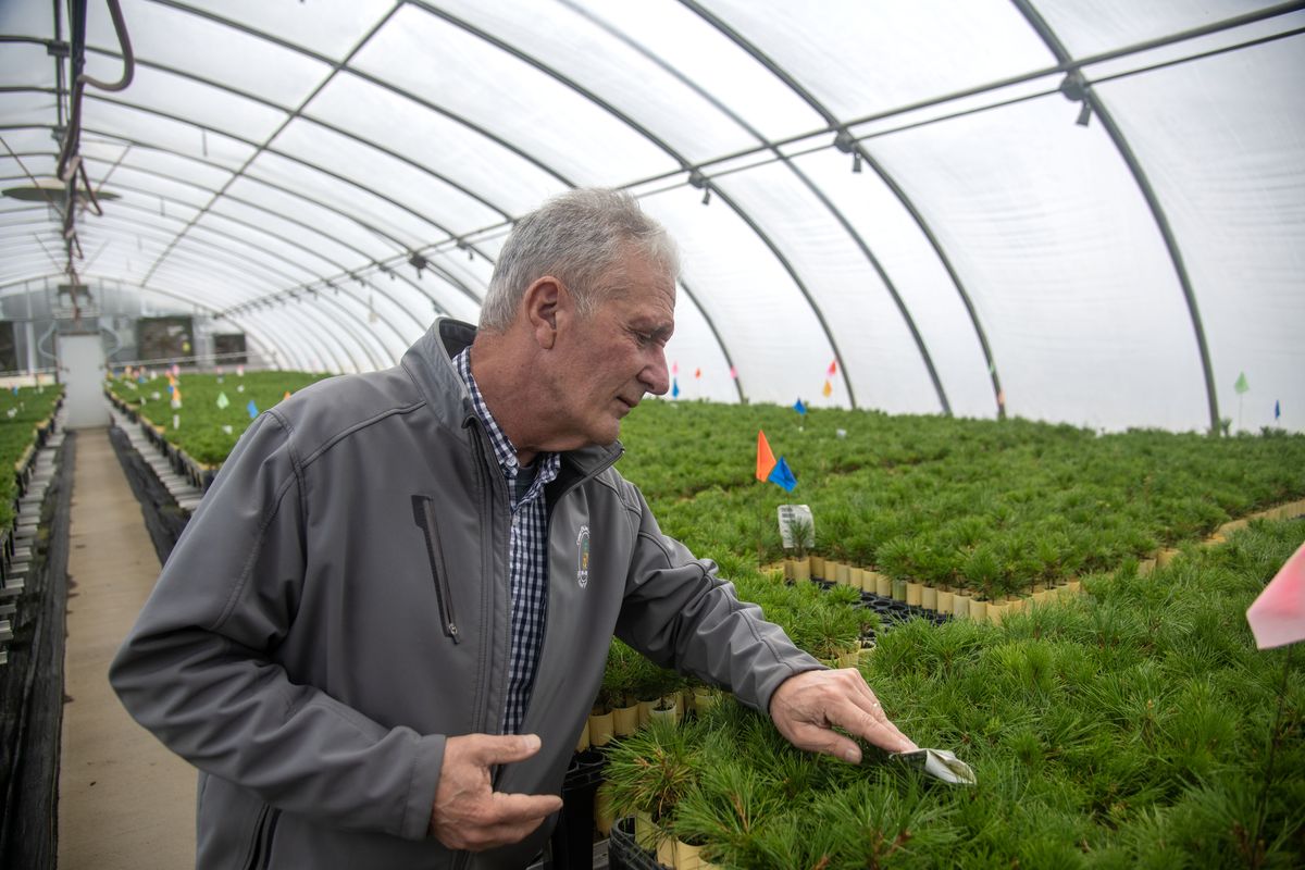 Aram Eramian, manager of the U.S. Forest Service’s Coeur d’Alene Nursery, looks at whitebark pine seedlings on May 2 in Coeur d’Alene.  (Michael Wright/THE SPOKESMAN-REVIEW)
