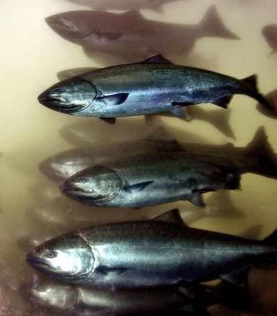 Chinook salmon are swimming up dam fish ladders in unprecedented numbers. (Associated Press)