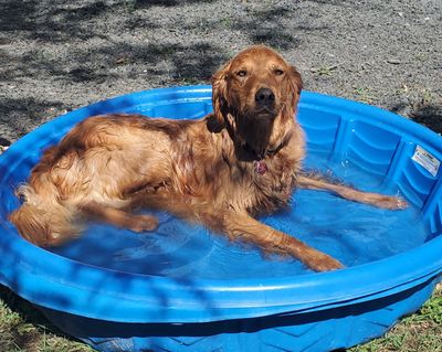 Waldo cools off on July 29, the hottest day of the recent heat wave in many parts of the Inland Northwest.  (Linda Weiford)