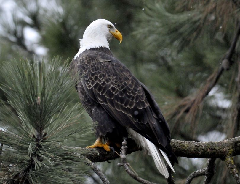 Accurate scanner: As snow begins to fall over Lake Coeur d’Alene, a bald eagle perches in a tree along Lake Coeur d’Alene Drive and scans for dying kokanee salmon near the lake’s surface on Thursday. The annual southward migration of bald eagles has begun and the number of birds, drawn by the availability of spawned out salmon, will peak around Christmas and New Year’s, then taper off as they continue south. (Jesse Tinsley)
