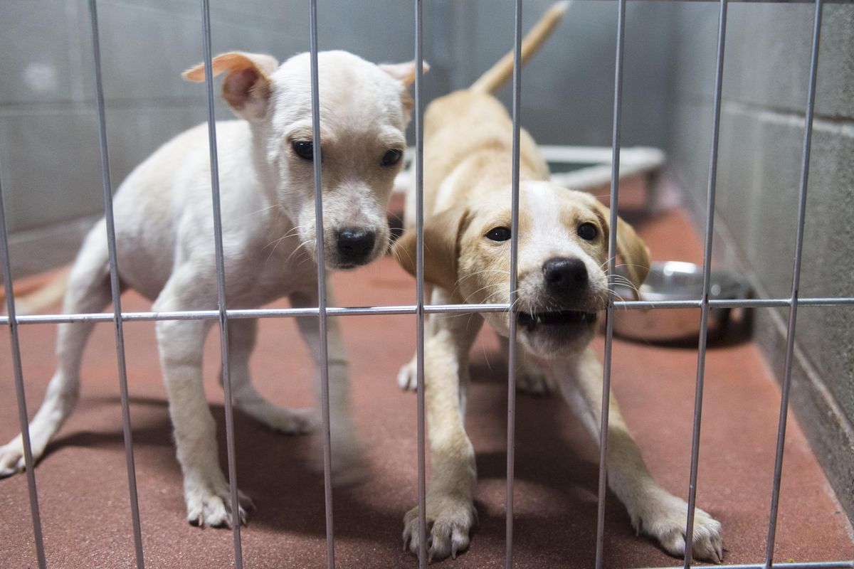 A pair of puppy siblings acclimate to the Spokane Humane Society kennel after many hours in carriers inside an air conditioned trailer en route from southern Texas Saturday, Sept. 2, 2017. Houston-area shelters have been distributing the animals in their care to make room for storm rescues. A trailer of animals arrived Saturday in Spokane. (Jesse Tinsley / The Spokesman-Review)