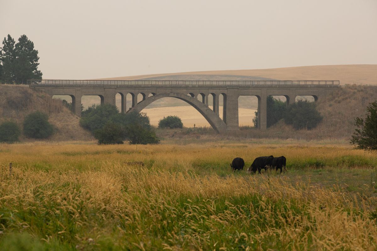 Cows on a farm in Rosalia, Wash. are seen through smoke on Aug. 20, 2018. Most of Washington state was hit with smoke from wildfires, and as winds from Canada blew south and large fires continue to burn the center of the state, air quality remains smoky. (Libby Kamrowski / The Spokesman-Review)