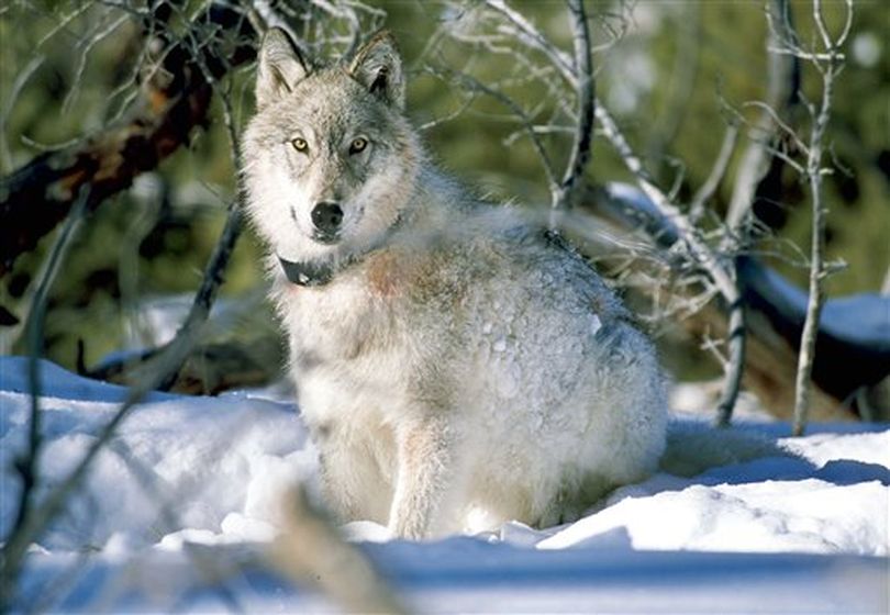 In this Jan. 9, 2003 file photo provided by the U.S. Fish and Wildlife Service, a gray wolf watches biologists in Yellowstone National Park, Wyo., after being captured and fitted with a radio collar.  (AP Photo/U.S. Fish & Wildlife Service / William Campbell)