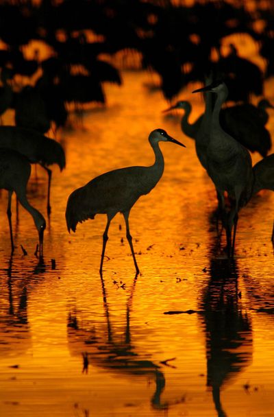 The Othello Sandhill Crane Festival celebrates the annual spring migration of birds through the region. (Brian Vander Brug / Los Angeles Times)