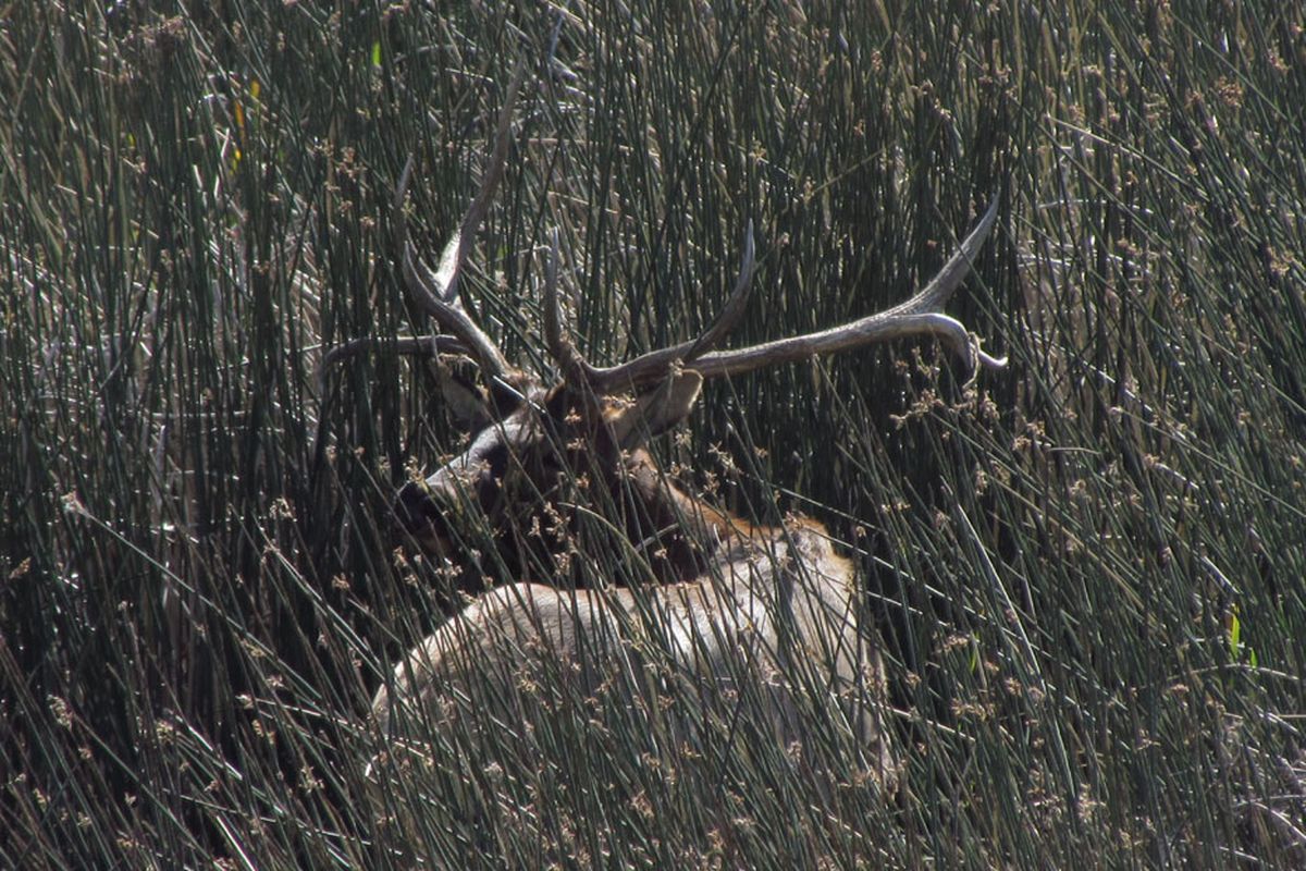 On Aug. 30, 2012, birding buff Mike Miller was suprised and pleased to capture photos of a bull elk while hiking around the Oligher Ranch portion of the U.S. Bureau of Land Management