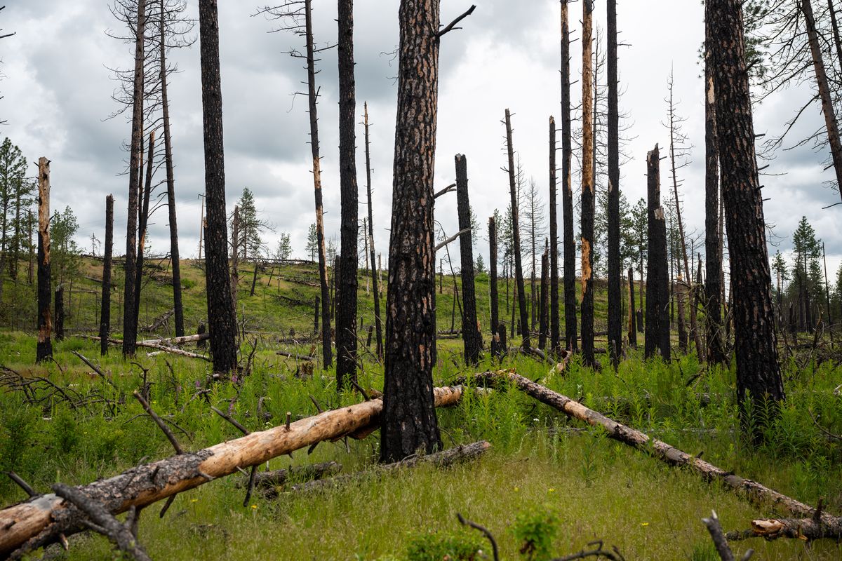 Five years after a wildfire, the scars on Ruth Smith’s land remain. Smith lost about 160 acres of forest in the Fish Lake Fire of 2015, which was caused by a BNSF train. Her husband died about a year after the fire trying to restore the land. BNSF paid her and her son about $425k in a federal court settlement at the end of May.  (Colin Mulvany/THE SPOKESMAN-REVIEW)