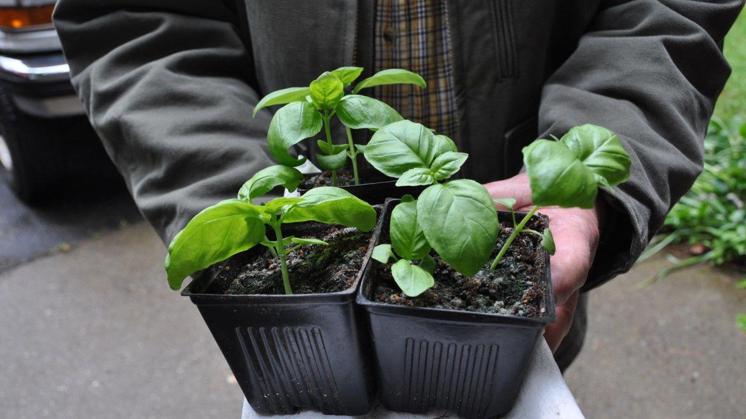 Gardening Heat loving basil plants enhance cooking health and