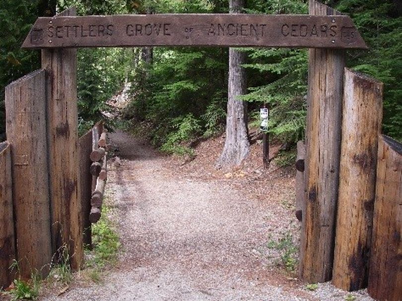 Settler's Grove of Ancient Cedars is a popular walking attraction on the Coeur d’Alene River Ranger District. (U.S. Forest Service)