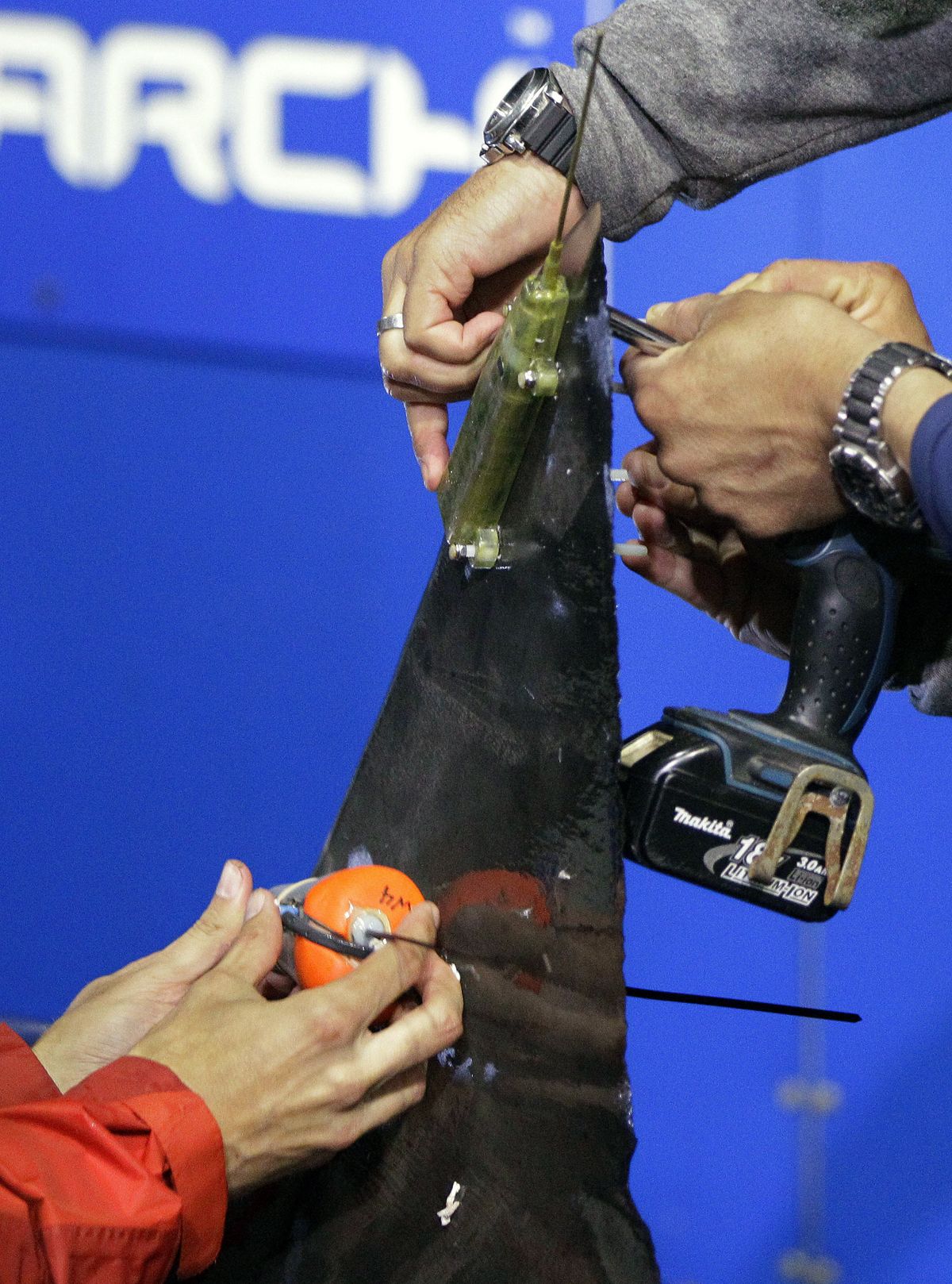 In this Sept. 13, 2012, photo, researchers screw satellite and acoustic tags onto the dorsal fin of a great white shark on the research vessel Ocearch in the Atlantic Ocean off the coast of Chatham, Mass. Once released, the tags will track the location and speed of the nearly 15-foot, 2,292-pound Genie, named for famed shark researcher Eugenie Clark. The Ocearch team baits the fish and leads them onto a lift, tagging and taking blood, tissue and semen samples up close from the world�s most feared predator. The real-time satellite tag tracks the shark each time its dorsal fin breaks the surface, plotting its location on a map. (Stephan Savoia / Associated Press)