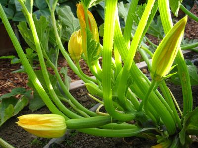 Harvest zucchini and other summer squash early and often while they are still tender and sweet. Special to  (SUSAN MULVIHILL Special to / The Spokesman-Review)