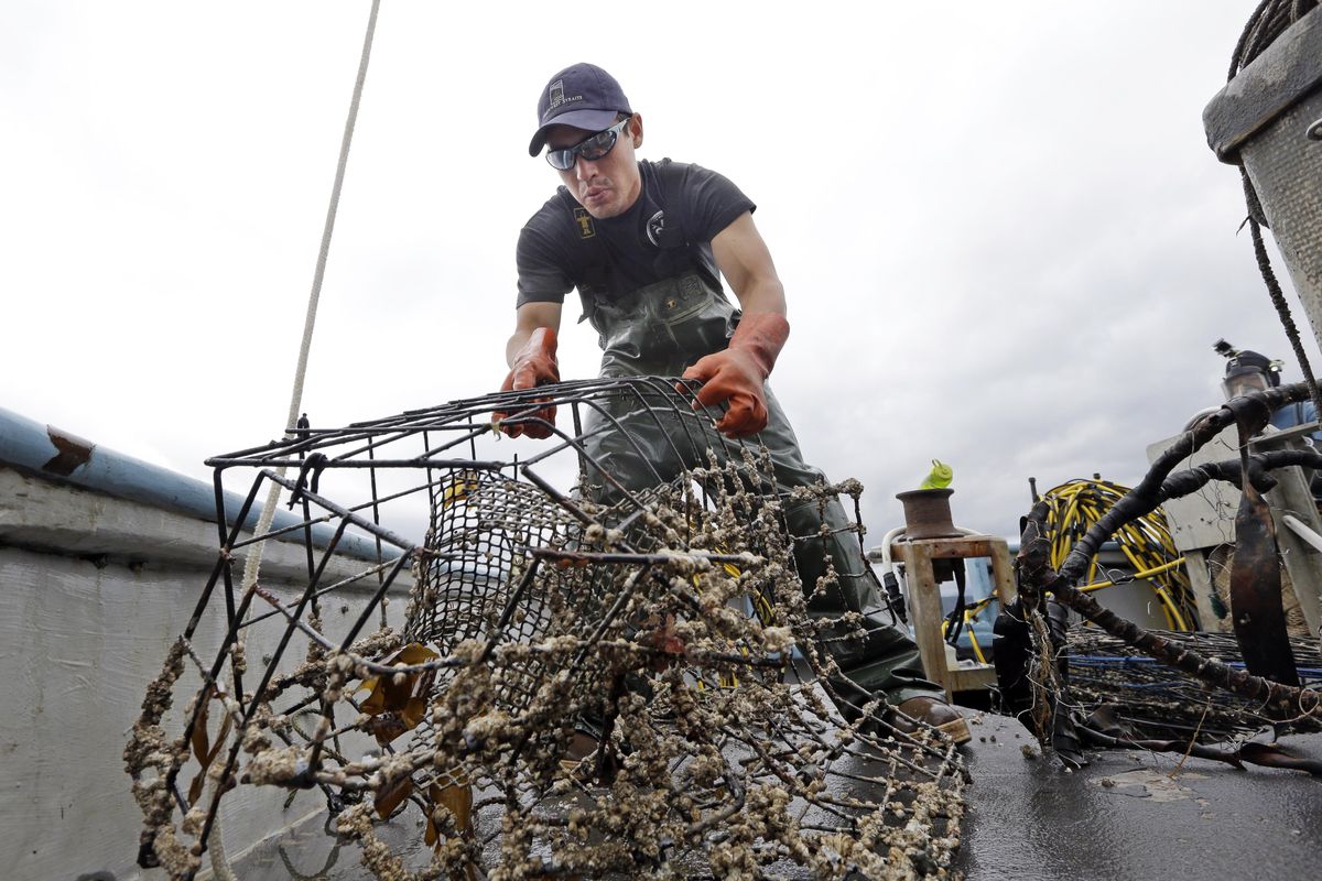 In this photo taken June 12, 2014, Ken Woodside pulls aboard a derelict crab pot off the waters of Port Townsend, Wash. Fishery managers say commercial fisherman in parts of Oregon and Washington State will finally be able to set their Dungeoness crab gear on Tuesday. (Elaine Thompson / AP)
