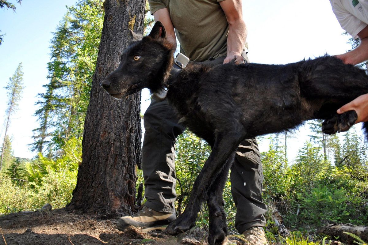 In this July 15, 2013  photo, a yearling female gray wolf is set in the shade by Washington Fish and Wildlife Department biologists so it can continue waking from the effect of tranquilizers after it was captured and fitted with ear tags and a GPS collar in Pend Oreille County in Washington state. Environmental groups have withdrawn from talks aimed at updating the wolf management plan in Oregon. (Rich Landers / The Spokesman-Review)