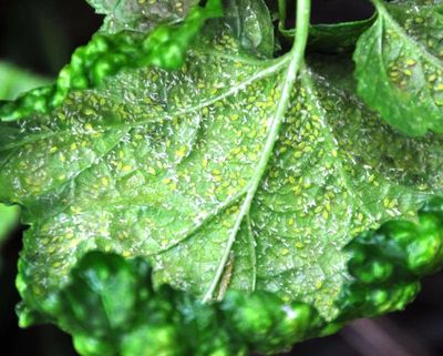 Adult ash aphids infest the bottom of this currant plant leaf. (Pat Munts/SR photo)