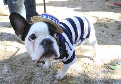 Dressed as a gondolier, Pierre, a French bulldog from New York, takes part in the 18th annual Tompkins Square Halloween Dog Parade canine costume contest in New York. Associated Press photos (Associated Press photos / The Spokesman-Review)