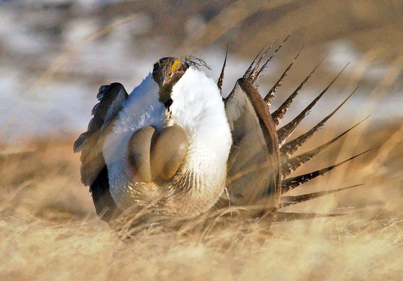 In this 2008 file photo, a male sage grouse performs his “strut” near Rawlins, Wyo. (Jerret Raffety / Associated Press)