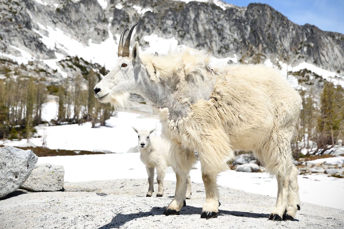A mountain goat nanny stands with her kid June 18 near Dragontail Peak in the Cascades. Kids are typically born in from mid-May to early June, but nannies can give birth as early as late February.  (COURTESY OF COLIN TIERNAN)