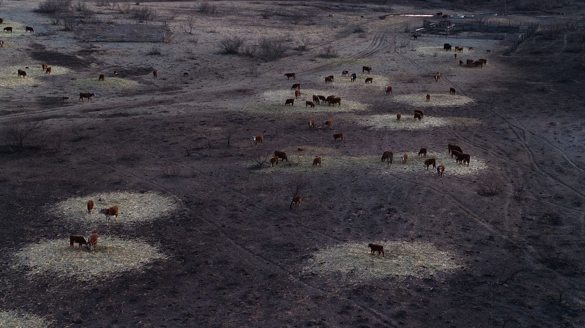 An aerial view shows cattle grazing on small islands of hay surrounded by pastureland burned by the Smokehouse Creek Fire on Monday near Canadian, Texas.  (Scott Olson)
