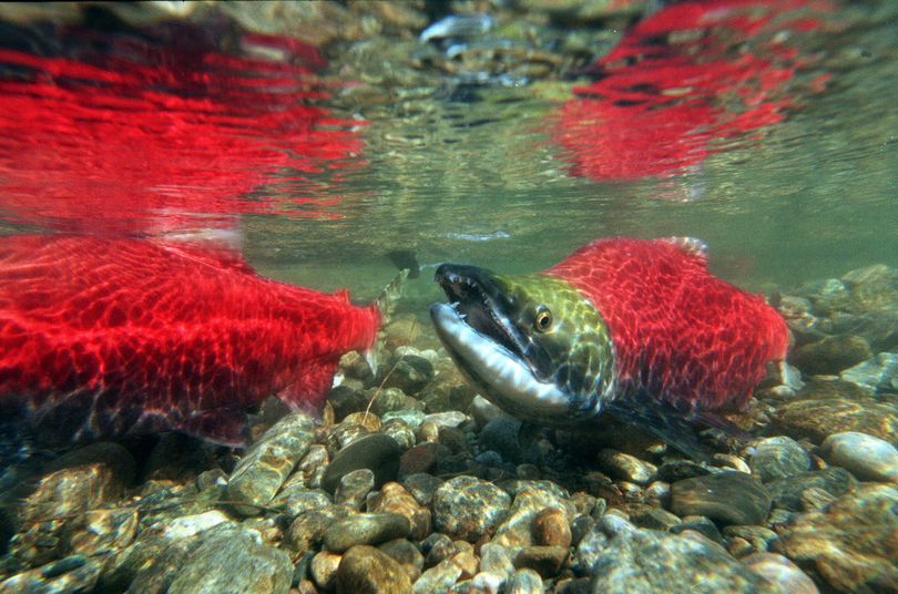 Sockeye salmon in spawning area. (Associated Press)