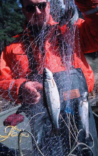 
Chris Donley, Washington Department of Fish and Wildlfe biologist, hauls in a gill net he used to sample the trout fishery at Fishtrap Lake. 
 (Rich Landers / The Spokesman-Review)