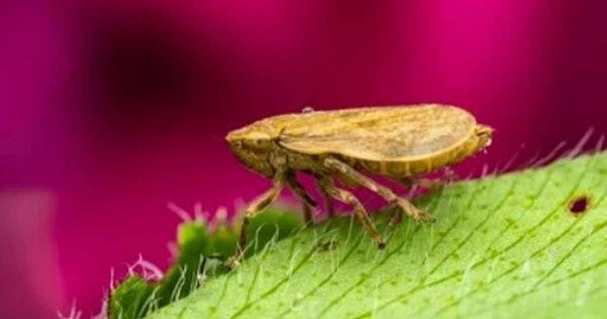 Cool critters: Spittlebugs are snug as a bug in a bubbly shelter