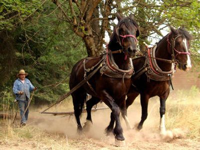 
Bruce Spencer, directs his team of draft horses, Manley Stanley, left, and Highfalutin'.
 (Photo by Barb Minton / The Spokesman-Review)