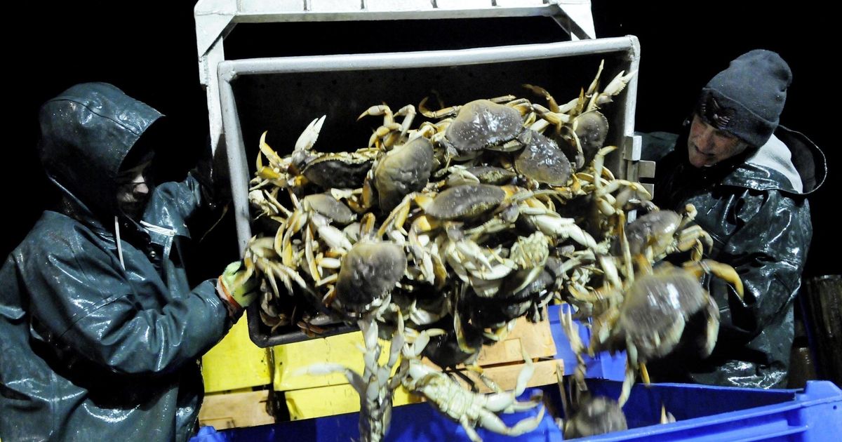 After delay, Dungeness crab season opens on Oregon coast The