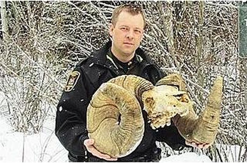 An Alberta fish and wildlife officer holds a potential world-record set of horns from a Rocky Mountain bighorn sheep found south of Hinton in spring 2014. (Alberta Fish and Wildlife)