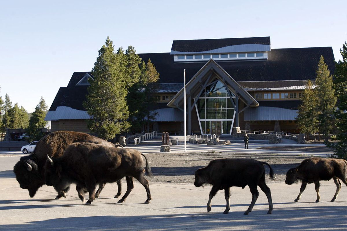 Bison pass the new Old Faithful Visitor Education Center in Yellowstone National Park hours before the center