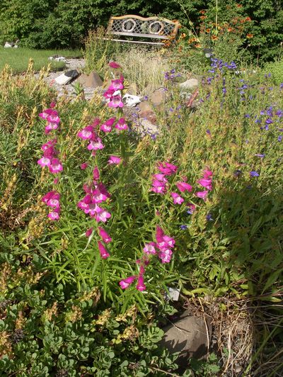 This tall Red Rocks penstemon brightens the display garden at Desert Jewels Nursery.Special to  (PAT MUNTS Special to / The Spokesman-Review)