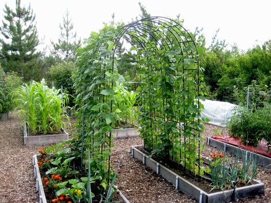 In the Garden: Placement counts when it comes to growing beans | The ...