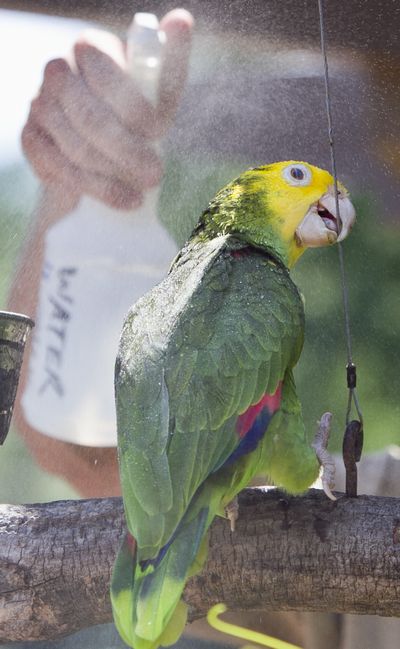 As temperatures hit triple digits, a zoo keeper at Henry Doorly Zoo in Omaha, Neb., cools off a Double Yellow Headed Amazon parrot with water Wednesday. (Associated Press)