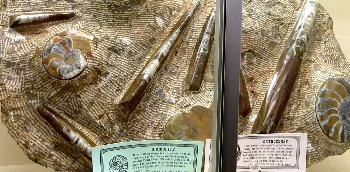 Fossils will be on display in the geology department.