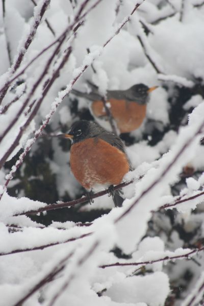 Robins arriving in Spokane in advance of spring found conditions less than ideal last weekend. (Bill Morlin)