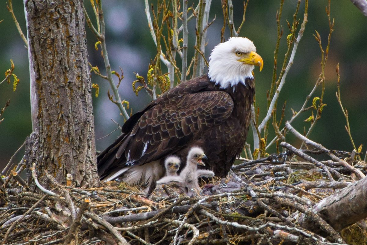 These eaglets are two days old and still have their “egg tooth” at the end of their beak, used to break out of the shell.