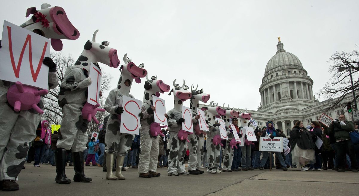 Protesters in cow costumes stand outside the Wisconsin state Capitol on Saturday in Madison. (Associated Press)