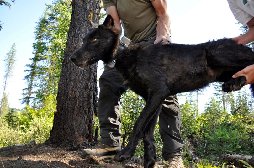 Ruby Creek Wolf 47 is set in the shade by Washington biologists after being trapped, tranquilized and fitted with a radio collar in July. (Rich Landers)