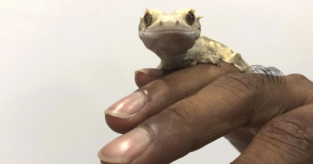 Ask Dr. Universe Why do lizards lose their tails? The SpokesmanReview