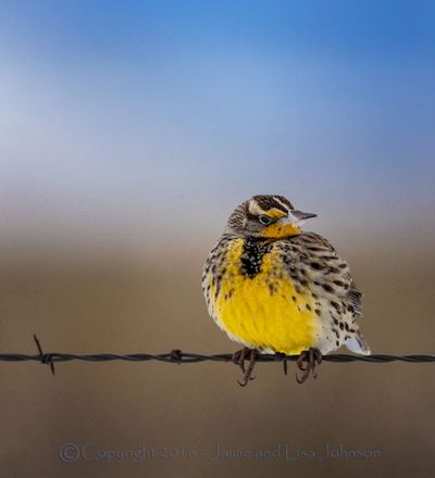 Western meadowlark. (Jaime Johnson)