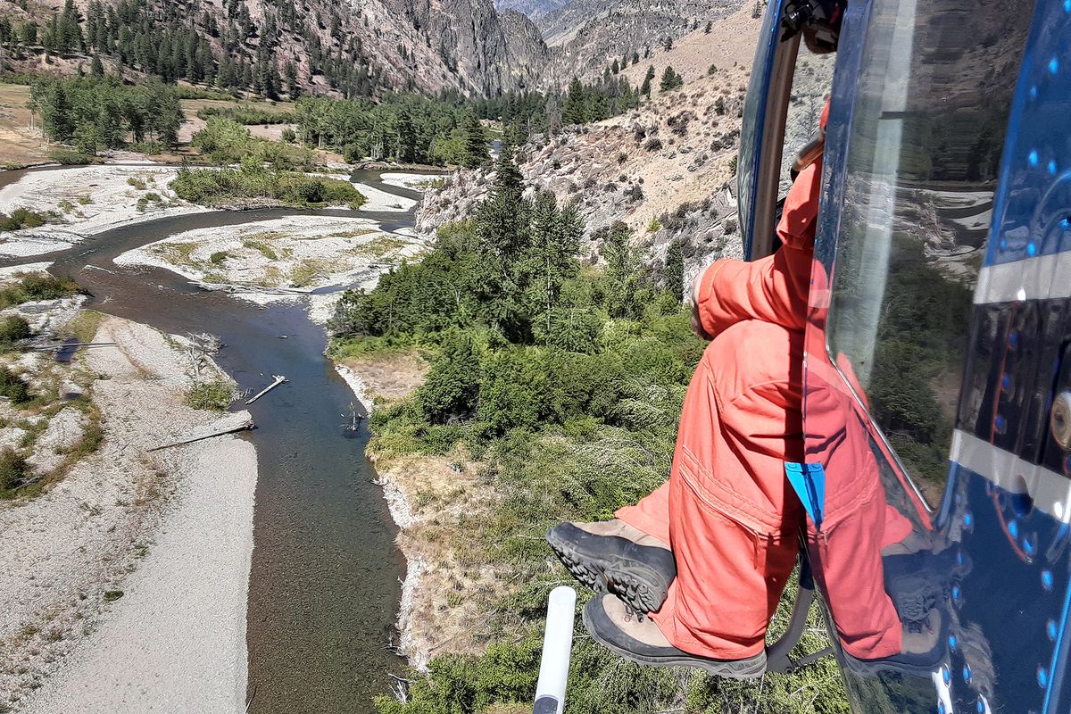 Idaho Fish and Game fisheries biologist Eli Felts surveys a section of Loon Creek in the Frank Church — River of No Return Wilderness recently counting Chinook salmon redds. The survey was done by helicopter flying at about tree-top height. (Courtesy of Idaho Fish and Game)